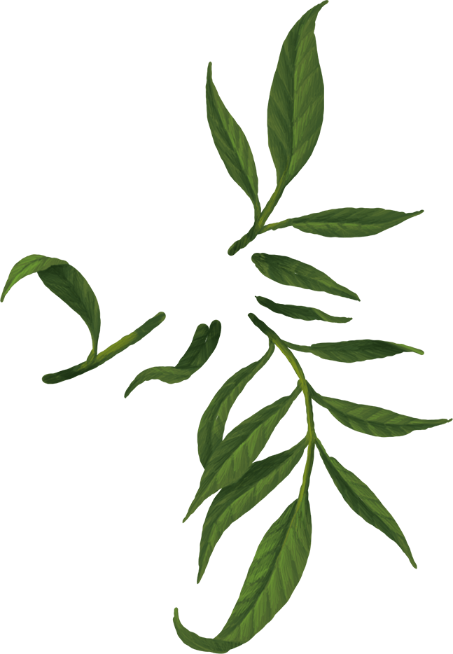 Slider_Holunderblatt-2